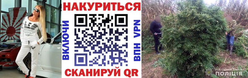 Конопля планчик  Любим 